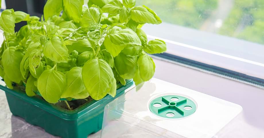 Elevate Your Gardening Game with Seed Starter Tray with Grow Light