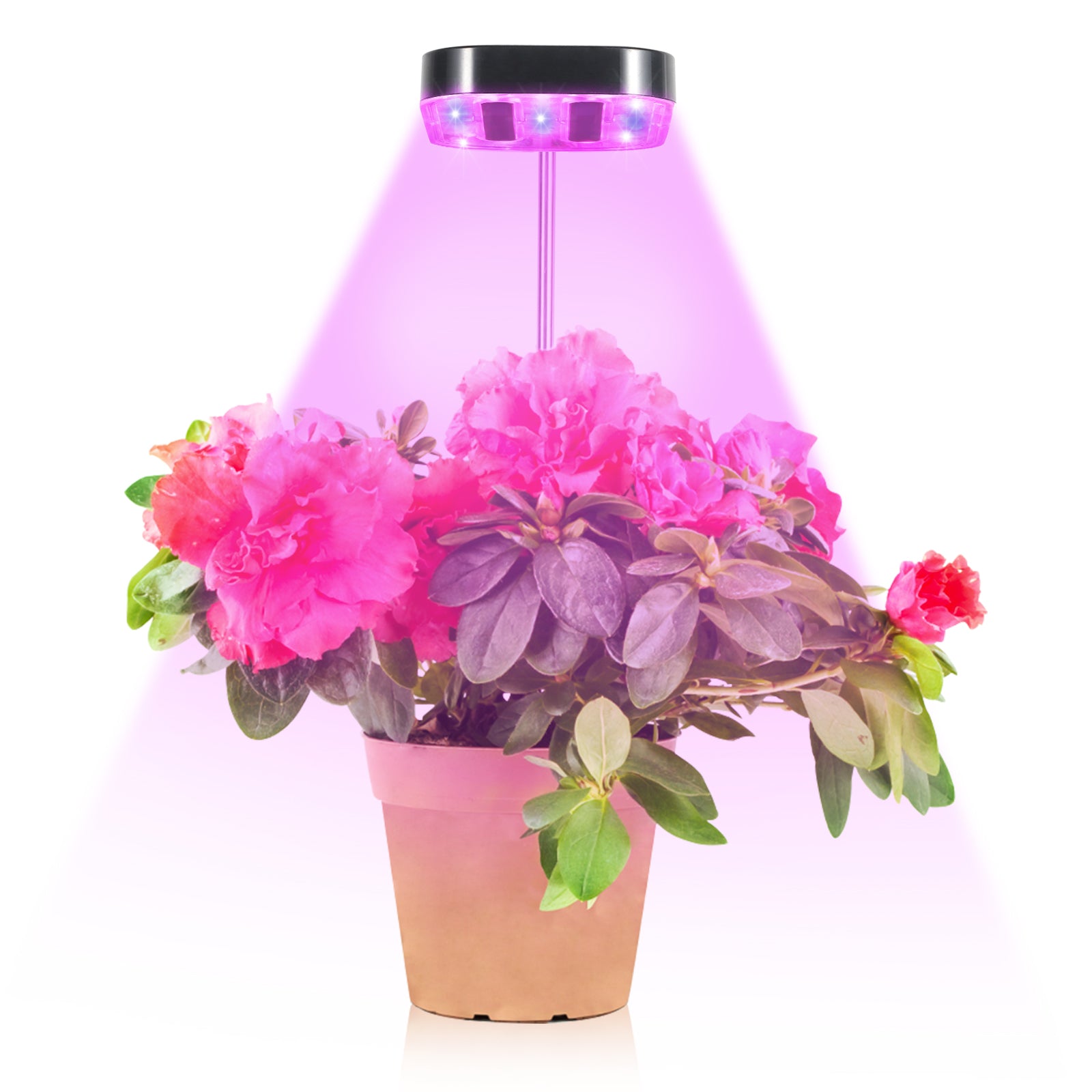 10W new plant fill light four-head plug plant light private model growth light succulent potted plant light 的副本